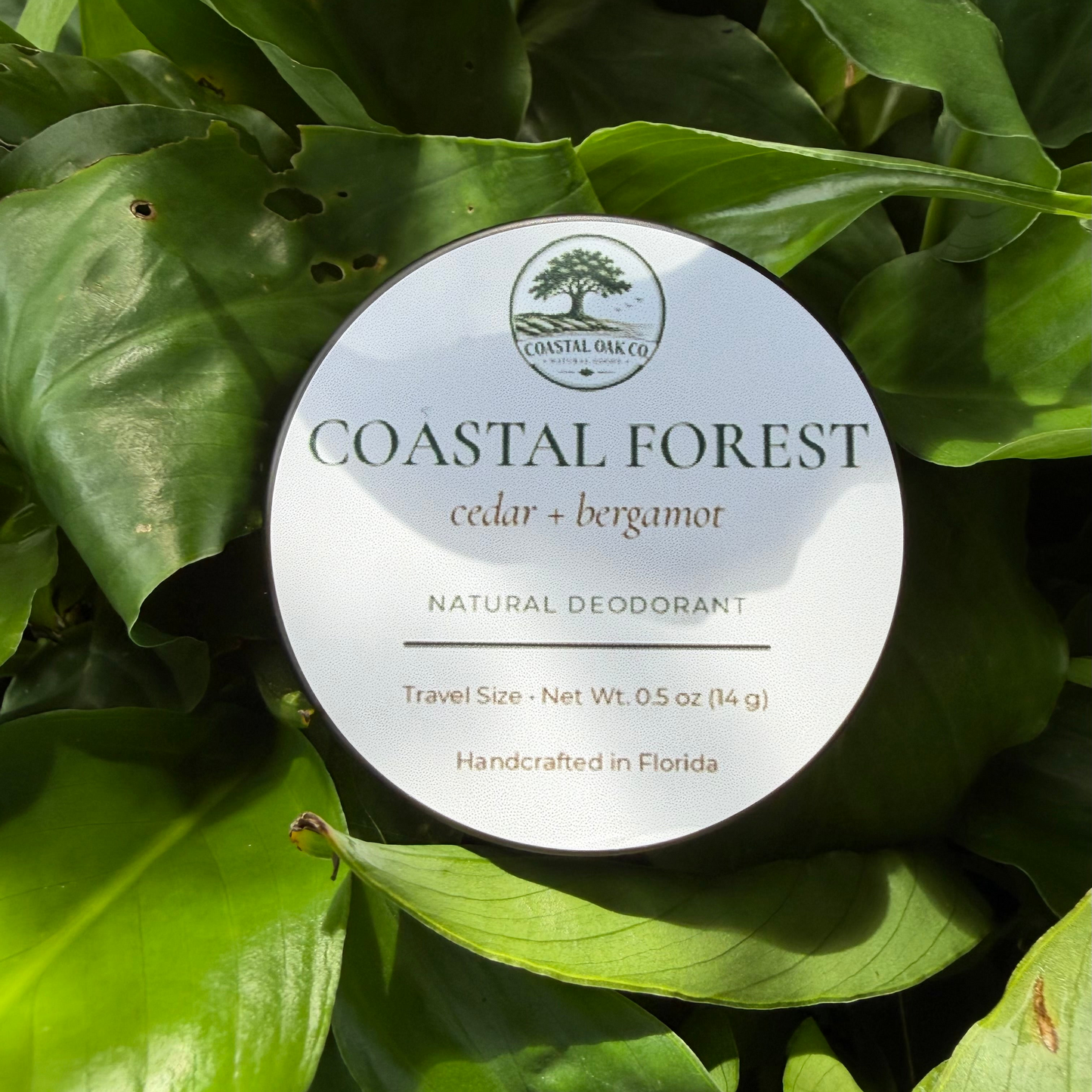 FREE Coastal Forest Sample — Just Pay Shipping