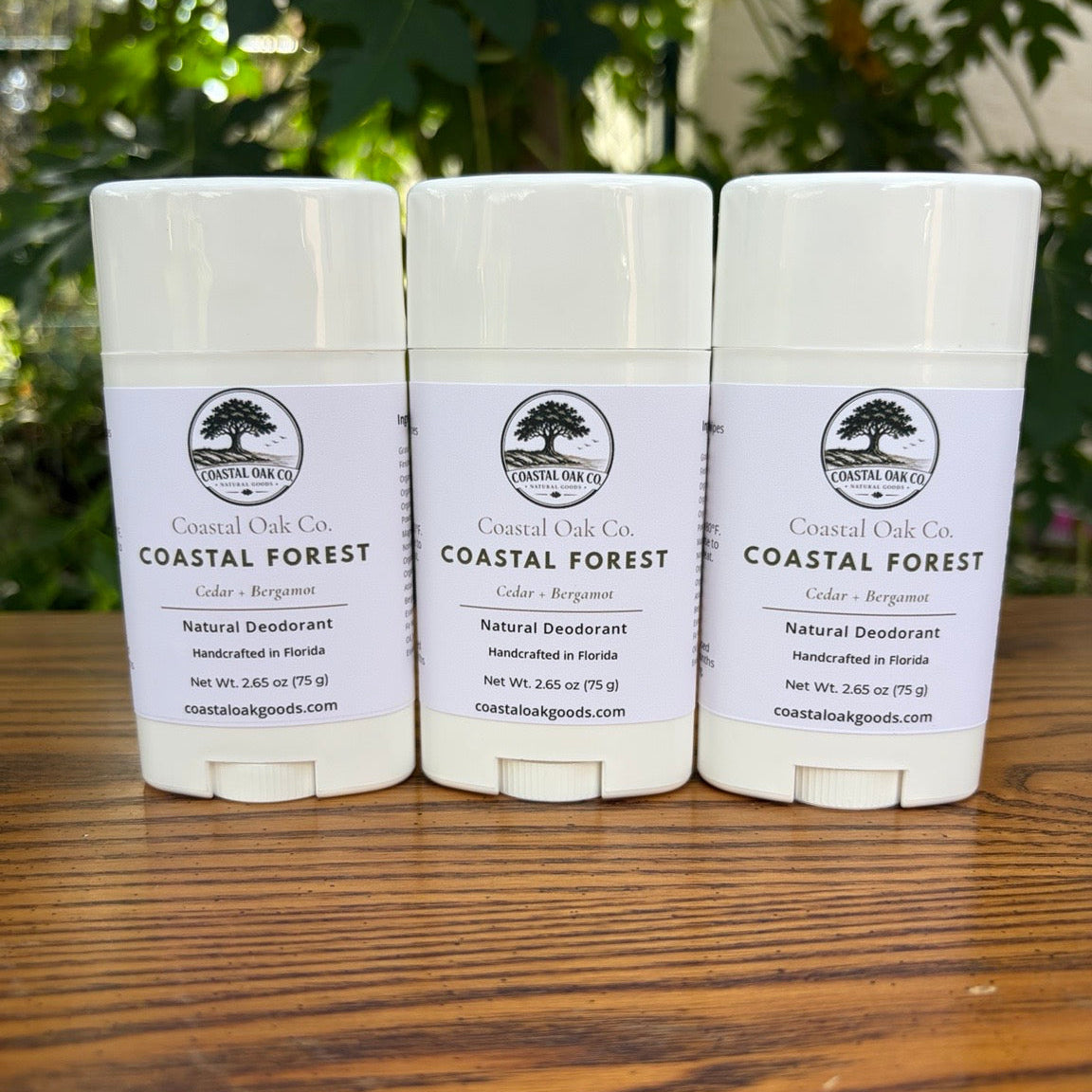 Coastal Forest | 3-Pack